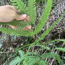 Image of Pteris arisanensis Tag.