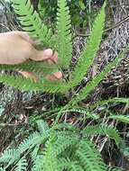 Imagem de Pteris arisanensis Tag.