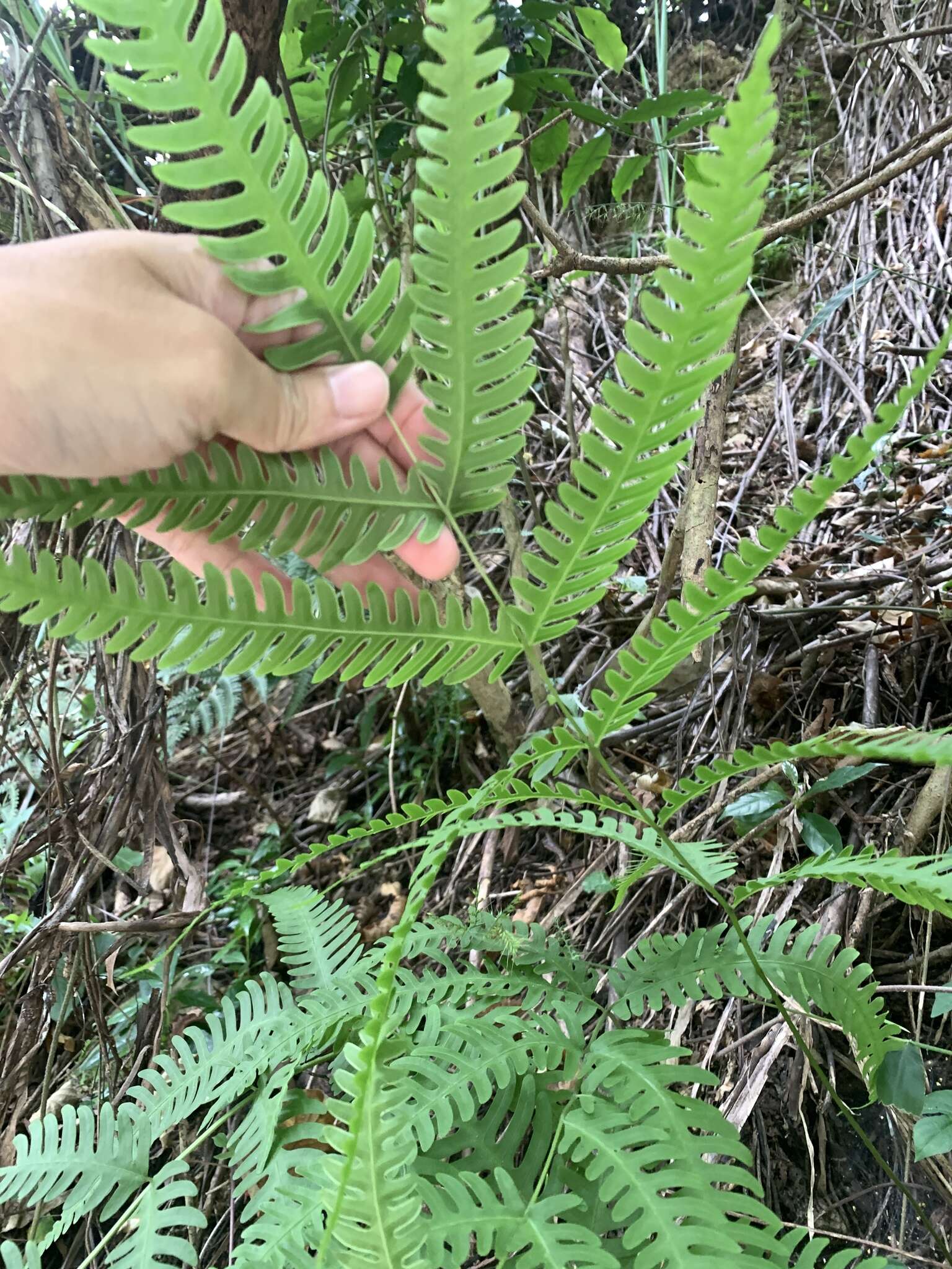 Sivun Pteris arisanensis Tag. kuva