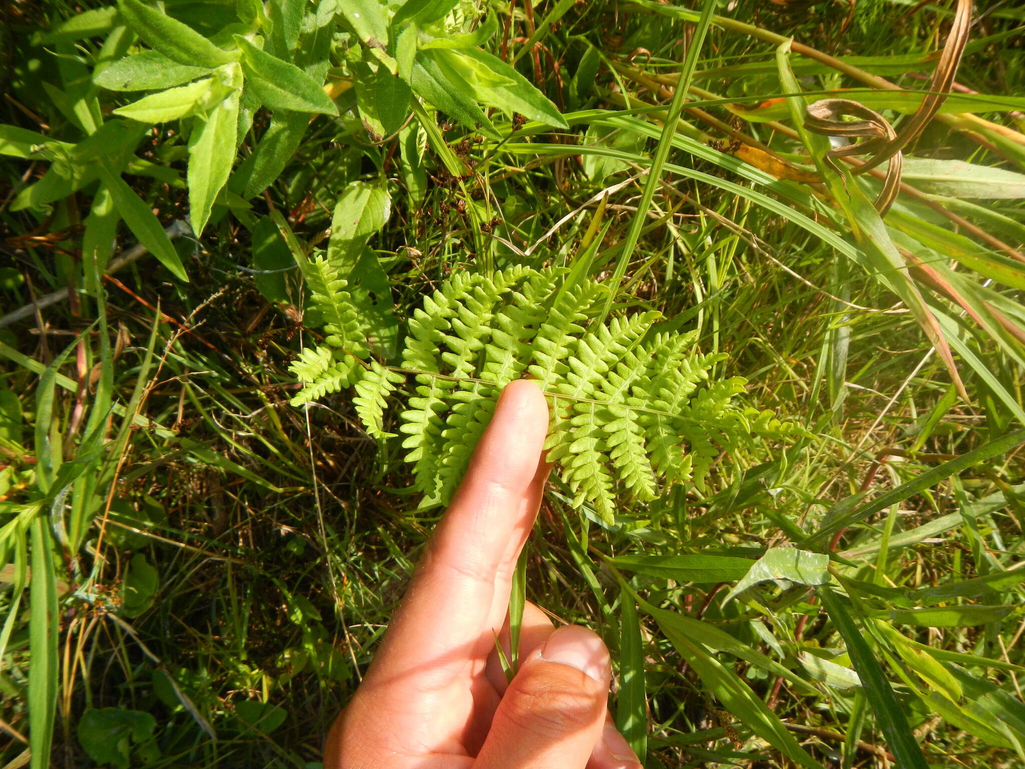 Image of Marsh Fern