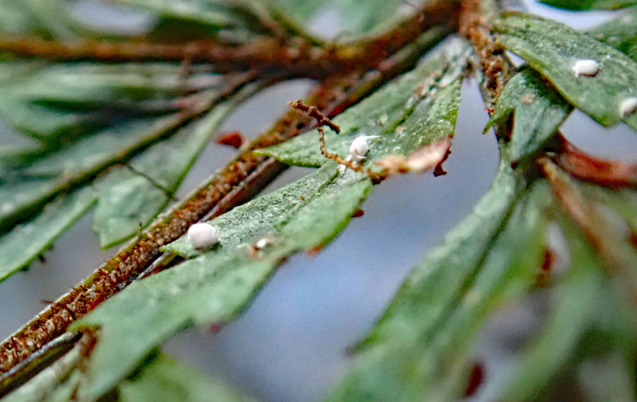 Image of Badimiella pteridophila (Sacc.) Garn.-Jones & Malcolm