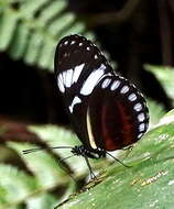 Image of Heliconius cydno weymeri