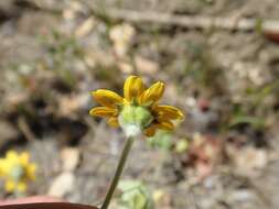 Image of woodland monolopia