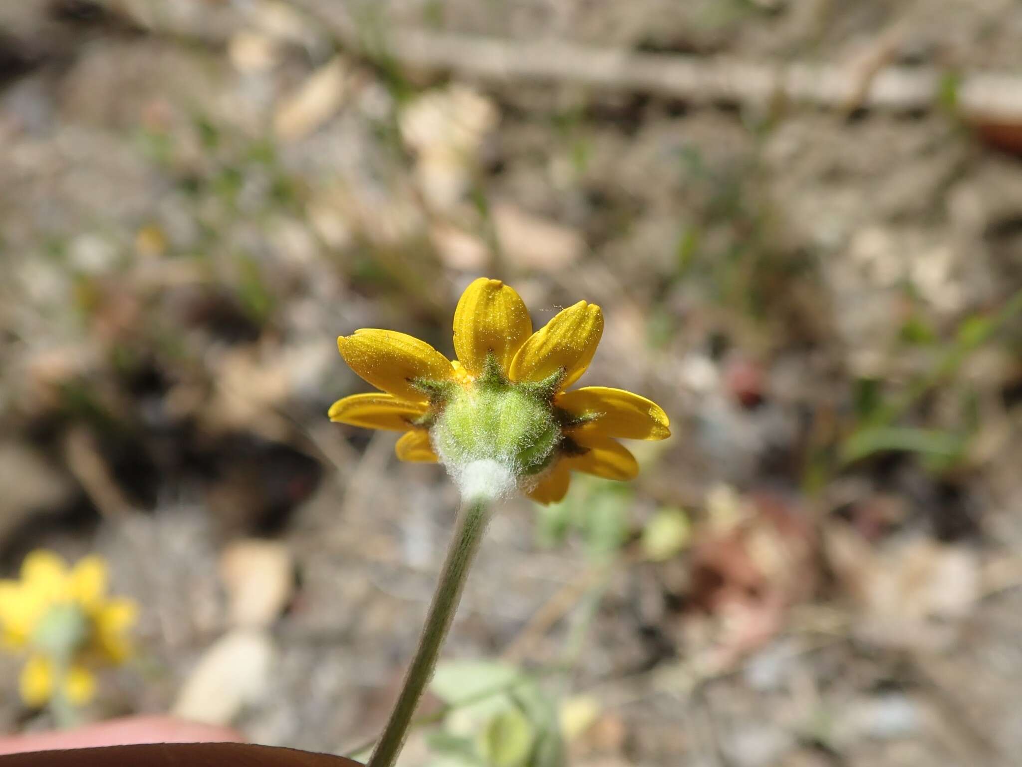 Image of woodland monolopia