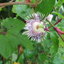 Image de Passiflora podadenia Killip