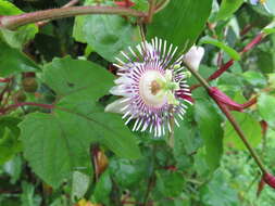 Image of Passiflora podadenia Killip