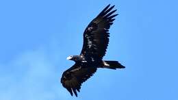 Image of Wedge-tailed Eagle