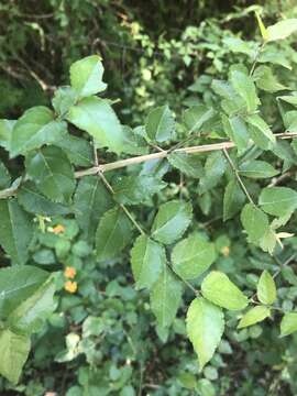 Image of Small-Flower Mock Buckthorn