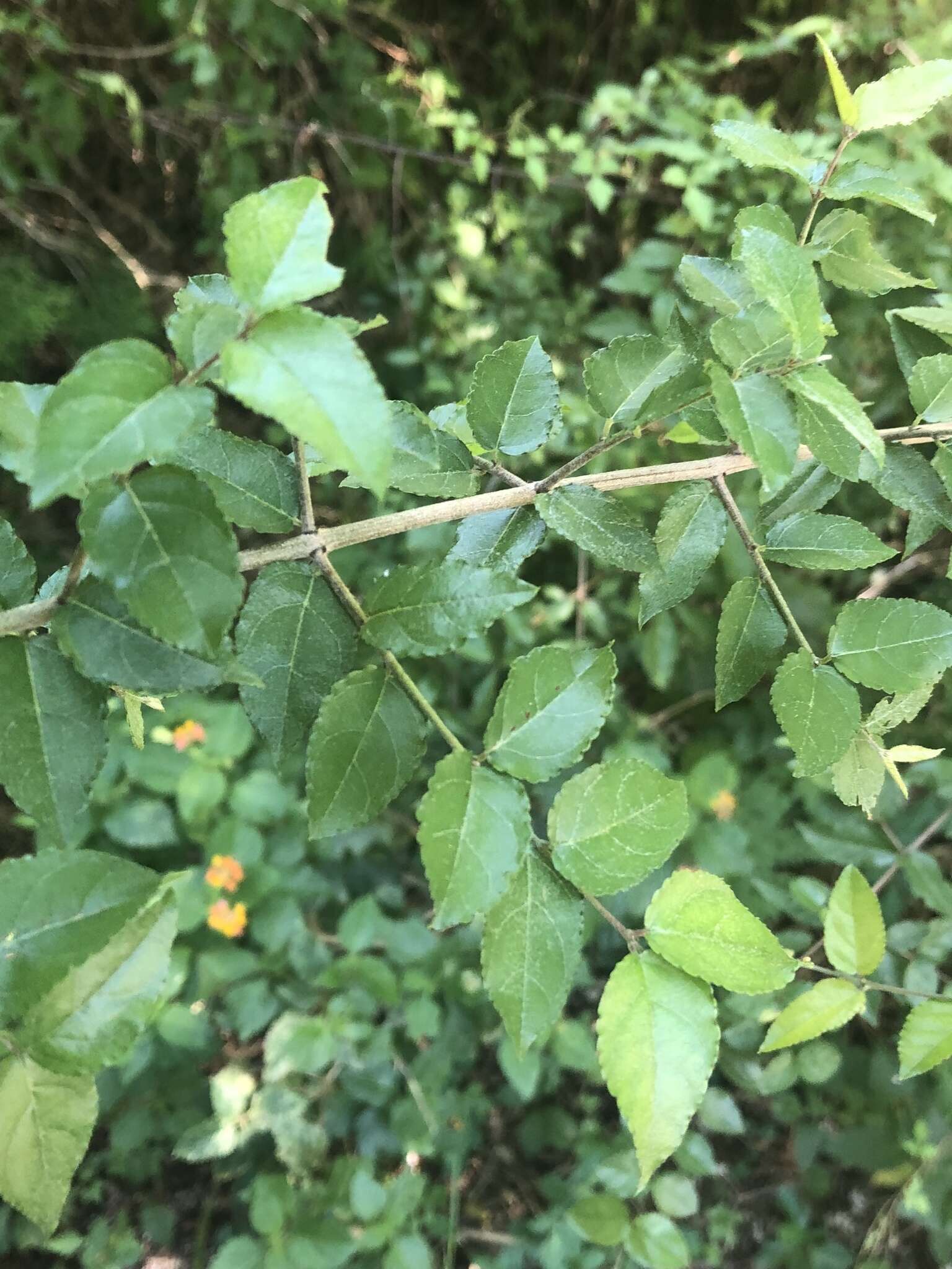 Image de Sageretia minutiflora (Michx.) Trel.