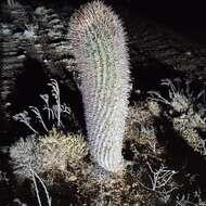 Image of Ferocactus gracilis subsp. coloratus (H. E. Gates) N. P. Taylor