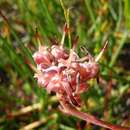 Image of Serruria decumbens (Thunb.) R. Br.