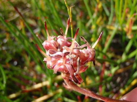 Plancia ëd Serruria decumbens (Thunb.) R. Br.