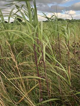 صورة Miscanthus oligostachyus Stapf