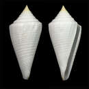 Image of Conus coltrorum (Petuch & R. F. Myers 2014)