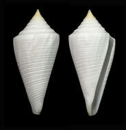 Image of Conus coltrorum (Petuch & R. F. Myers 2014)