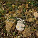 صورة Clinopodium nepeta subsp. nepeta