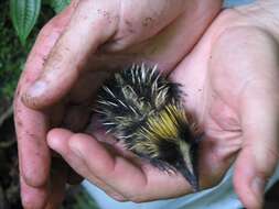 Image of streaked tenrecs