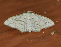 صورة Idaea tacturata (Walker 1861)