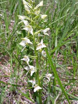 Слика од Platanthera chlorantha (Custer) Rchb.