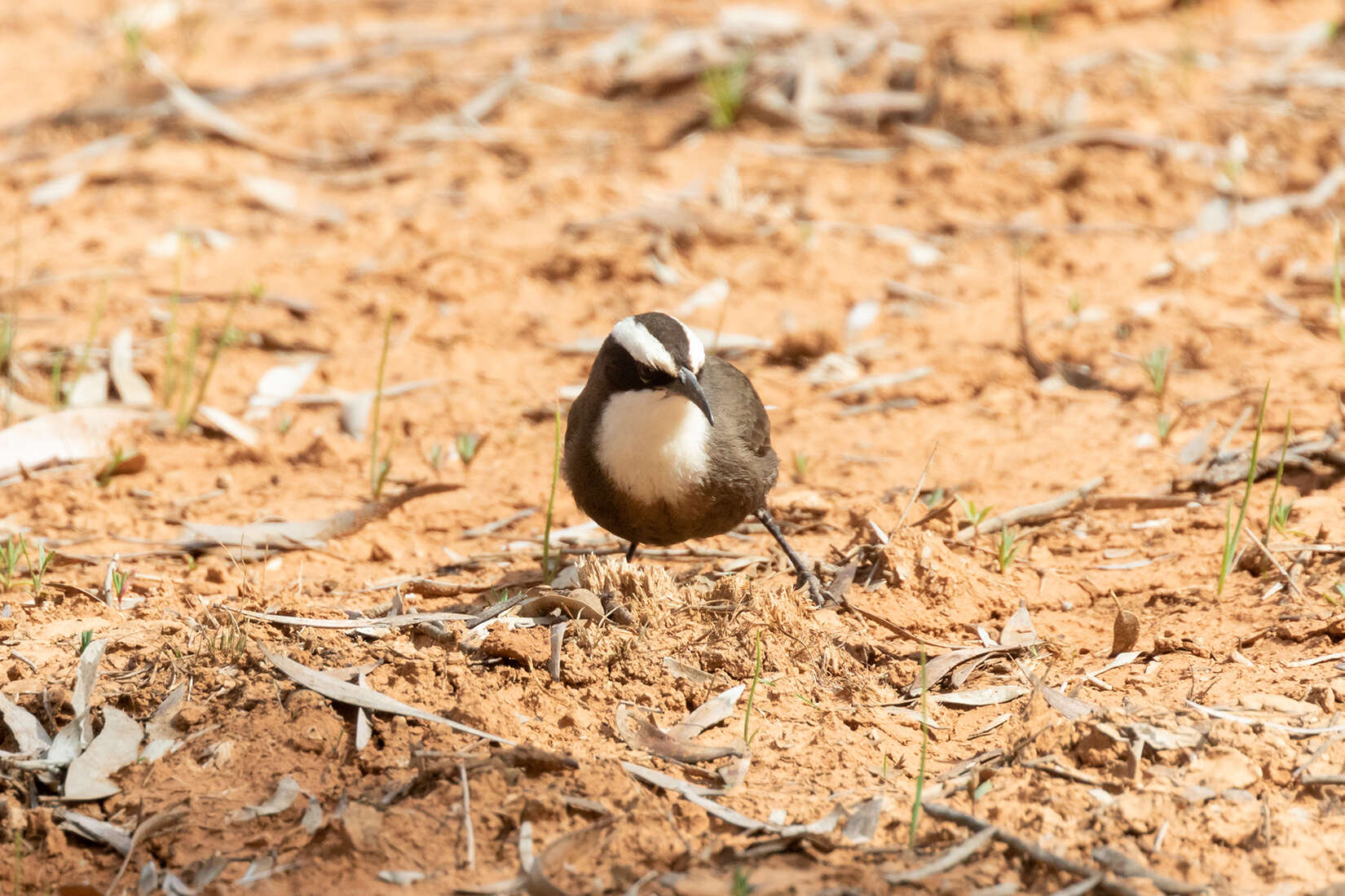 Image of Hall's Babbler