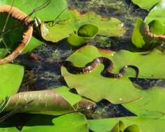 Imagem de Nerodia fasciata fasciata (Linnaeus 1766)