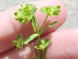 Слика од Euphorbia tetrapora Engelm.