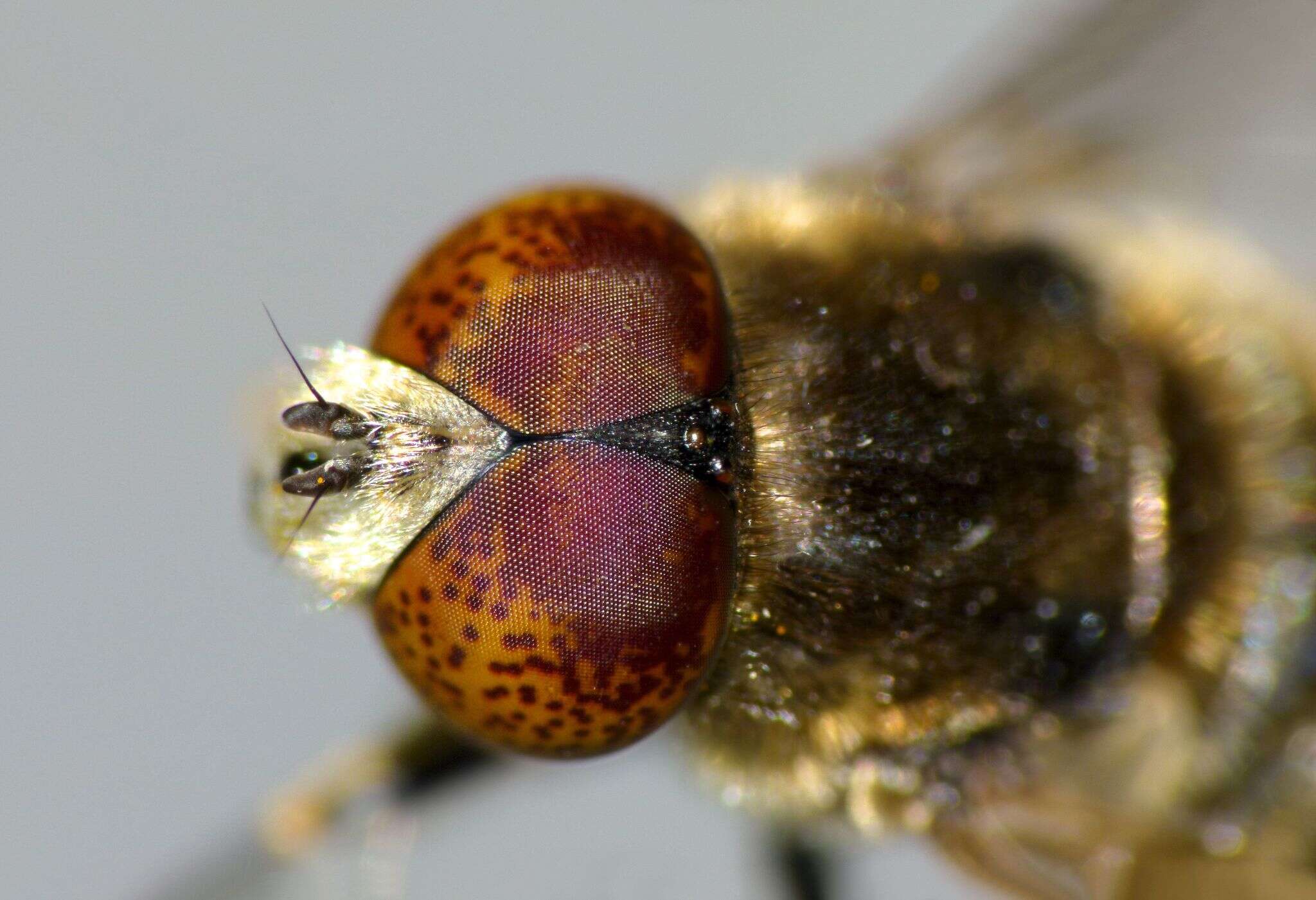 Image de Eristalinus aeneus (Scopoli 1763)