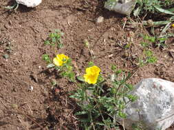 Слика од Potentilla pedata Willd.