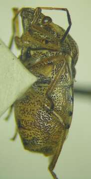 Image of <i>Stagonomus amoenus</i>