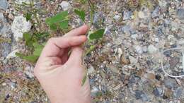 Plancia ëd Ipomoea cardiophylla A. Gray