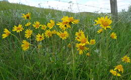 Imagem de Arnica fulgens Pursh