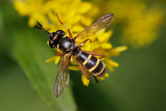 Image of Conops quadrifasciatus De Geer 1776