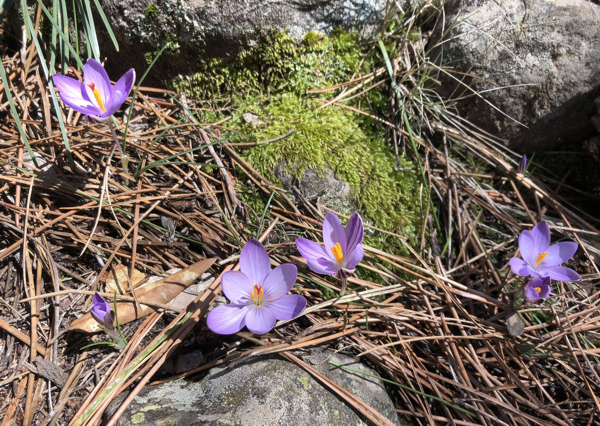 Image of Corsican crocus