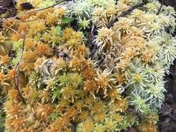 Sphagnum junghuhnianum Dozy & Molkenboer 1854的圖片