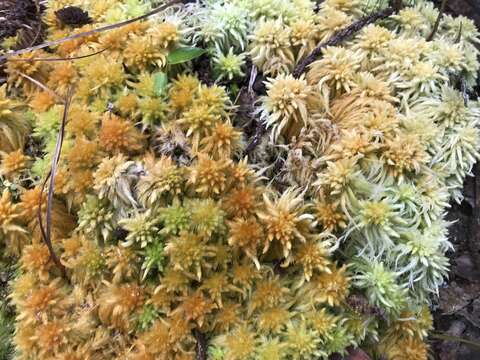 Image of Junghuhn's sphagnum