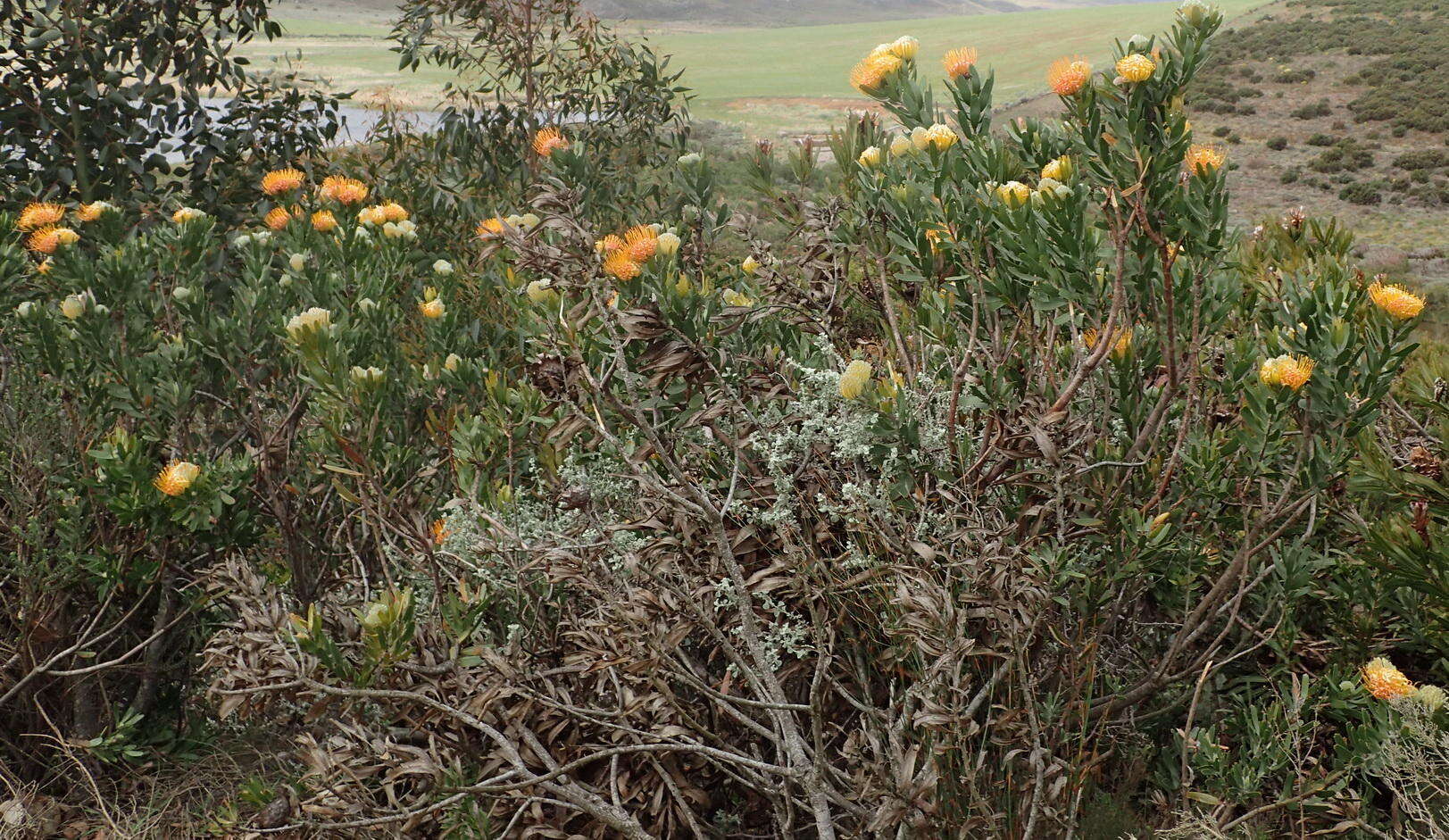 Image of Leucospermum erubescens Rourke