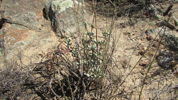 Image of Crassula atropurpurea var. purcellii (Schönl.) Tölken