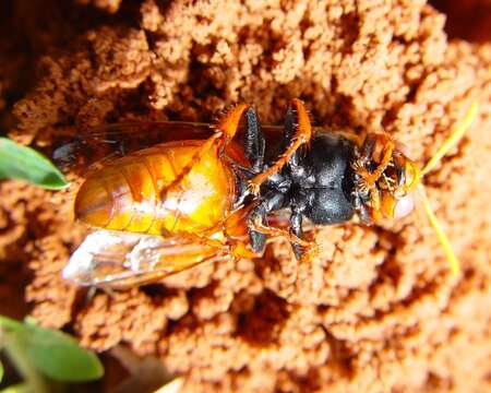 Image of Sphecius pectoralis (F. Smith 1856)