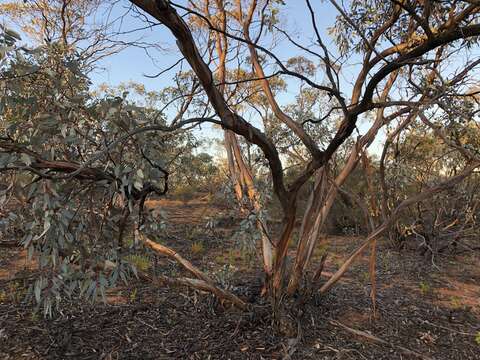 Image of Eucalyptus cyanophylla M. I. H. Brooker