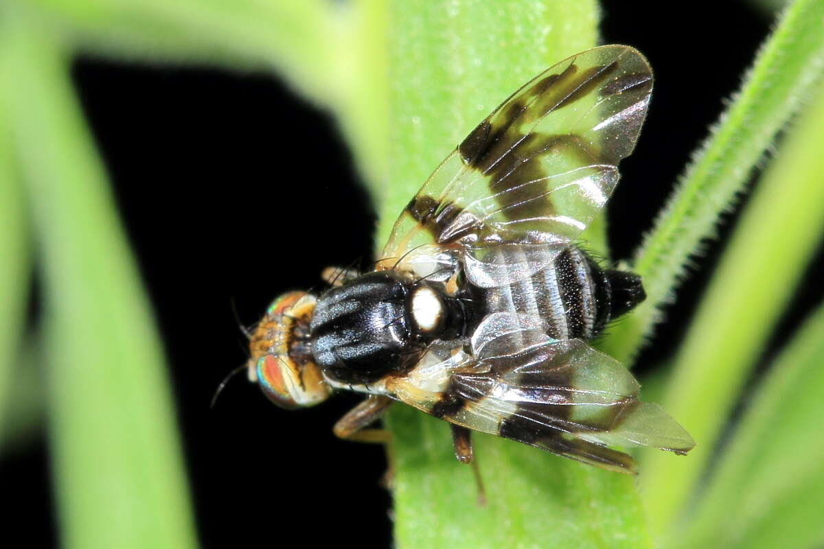 Image of Apple Maggot Fly