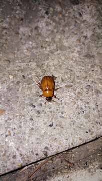 Image of Southern Masked Chafer