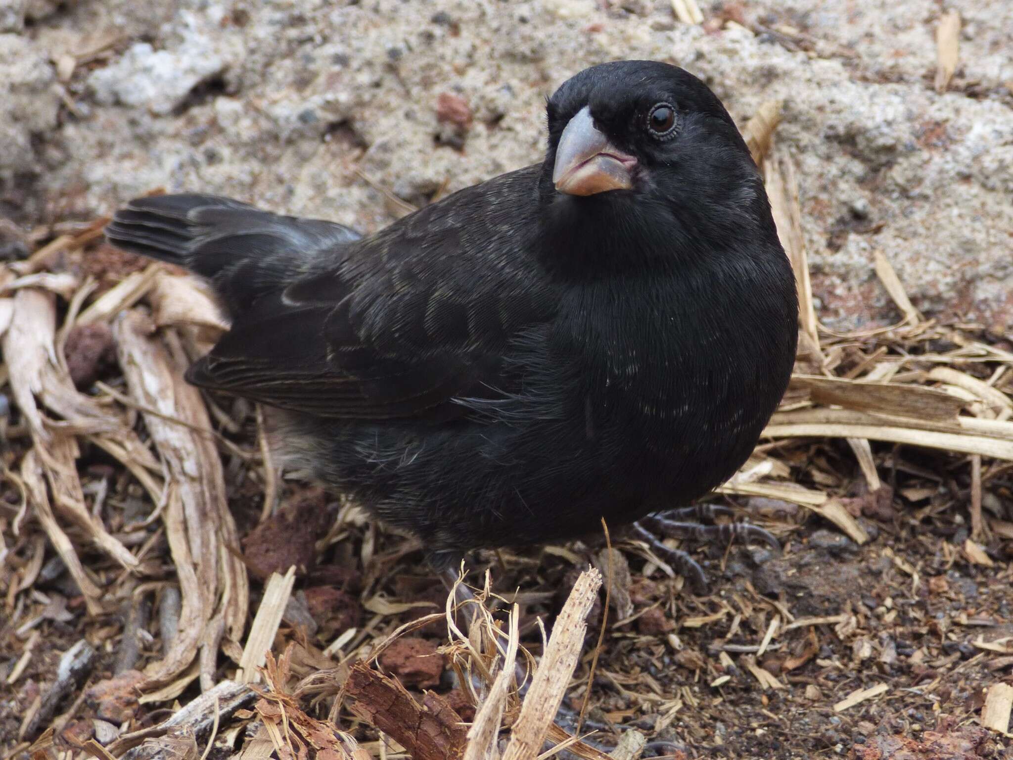 Image of Medium Ground Finch