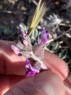 Sivun Astragalus tidestromii (Rydb.) Clokey kuva