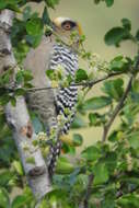 Image of Golden-cheeked Woodpecker