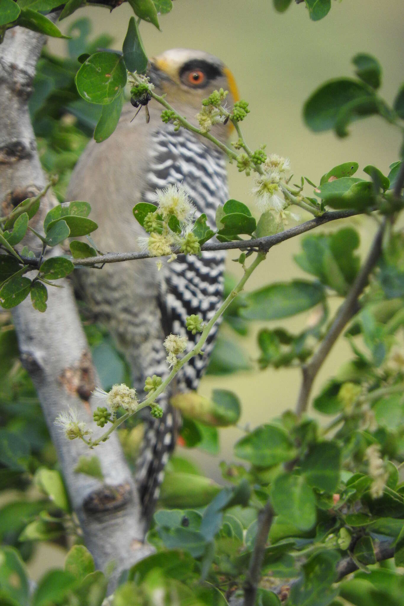 Image of Golden-cheeked Woodpecker