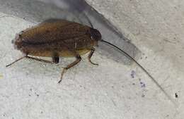 Image of dusky cockroach