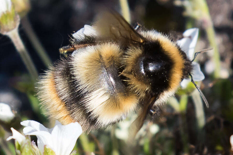 Image of Bombus kirbiellus Curtis 1835