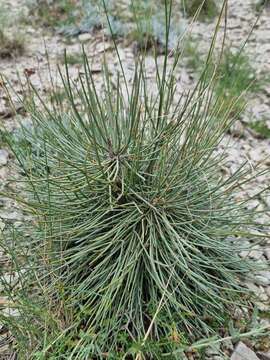 Image of Ephedra procera C. A. Mey.