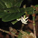 Image de Cyclophyllum pancheri (Baill.) Guillaumin