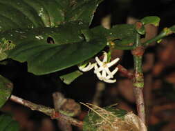 Image de Cyclophyllum pancheri (Baill.) Guillaumin